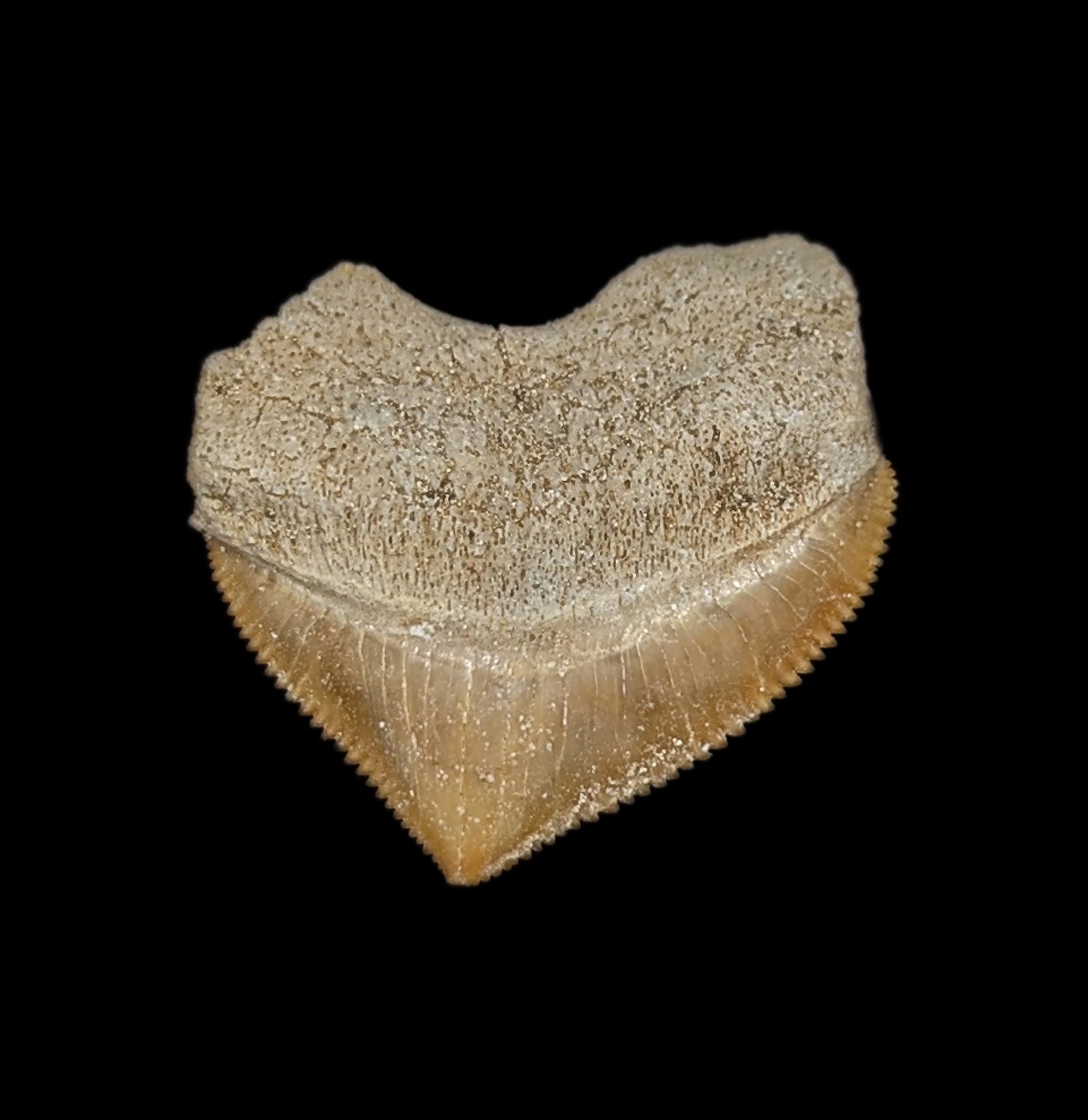 Authentic Fossilized Squalicorax Shark Tooth - Rare Cretaceous Shark Teeth Collection for Paleontology Enthusiasts & Home Decor Display