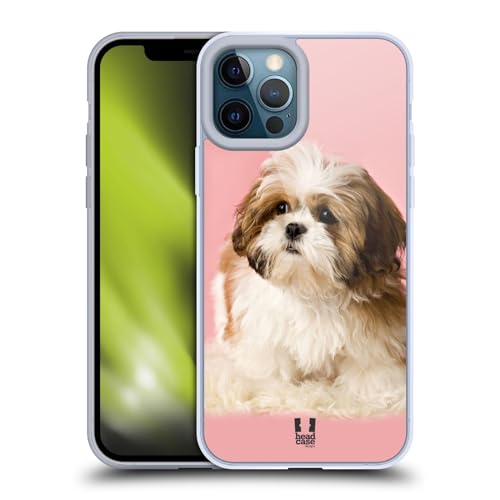Shih Tzu Puppy