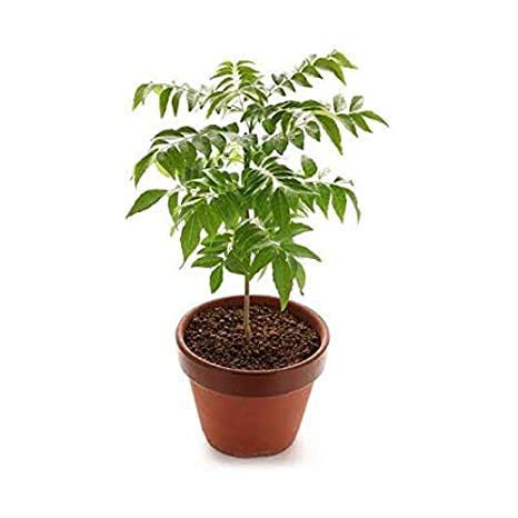 Oxtic Live Curry Plant - Fresh Curry Leaves & Sweet Neem Leaves for Cooking - Perfect for Indian Cuisine, Herbal Tea, and Home Gardening