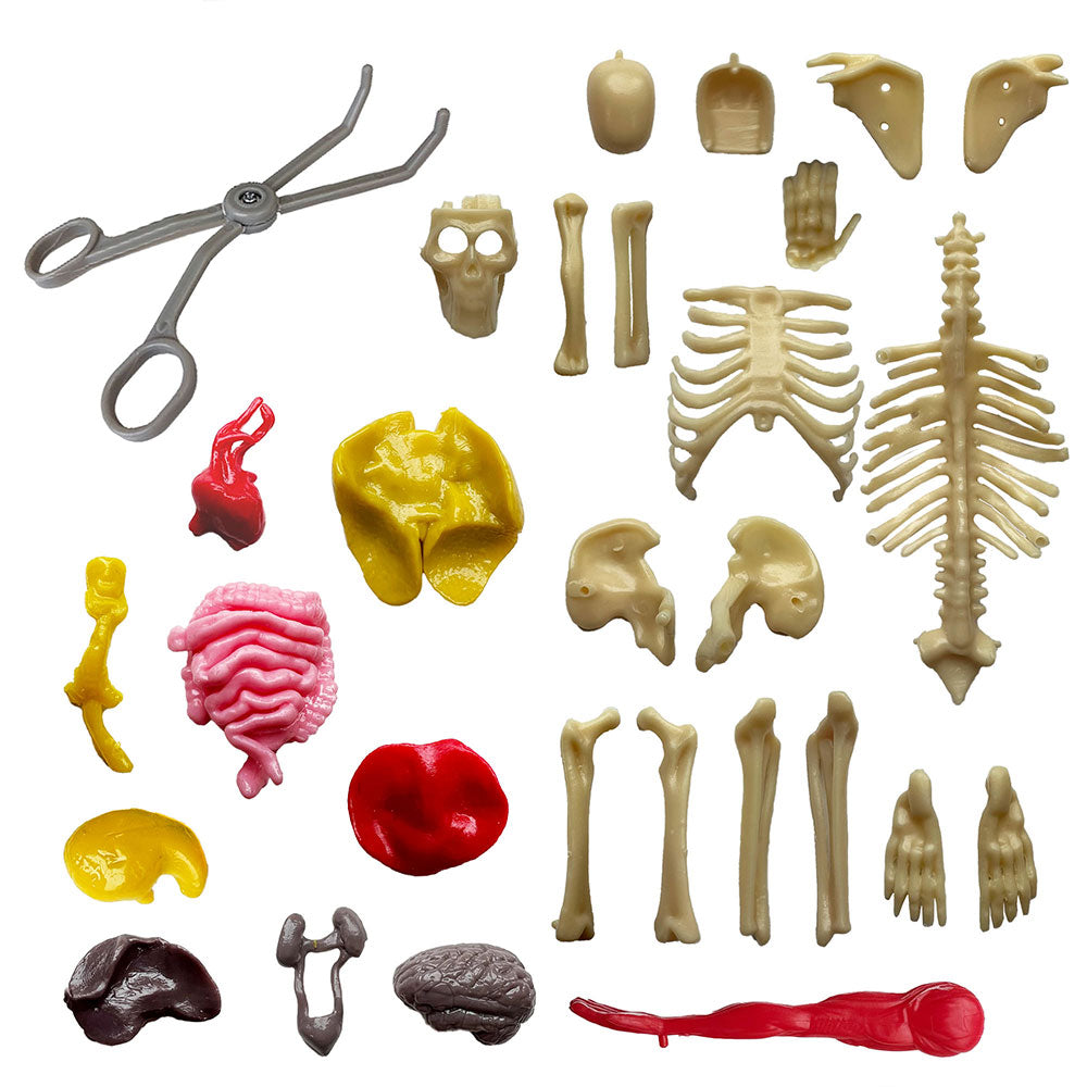 Ooze Labs Visible Human Body Model with Removable Squishable Organs - STEM Educational Toy for Kids, Science Classroom & Medical Learning