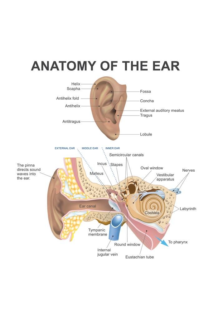 Human Ear Anatomy Diagram - Educational Wall Art Poster 16x24 - Perfect for Classrooms, Doctor Offices & Science Decor