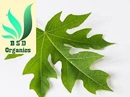 Organic Dried Papaya Leaves for Tea, Juice & Beauty - 100g