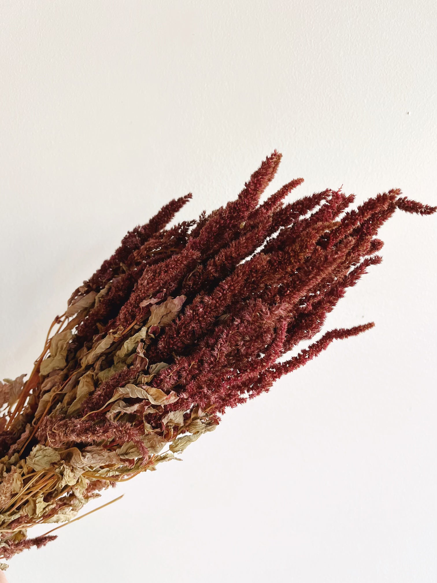 Premium Dried Amaranthus Bunch - Natural Decorative Flowers for Home, Wedding, and Party Decor | Long-Lasting Dried Floral Arrangement