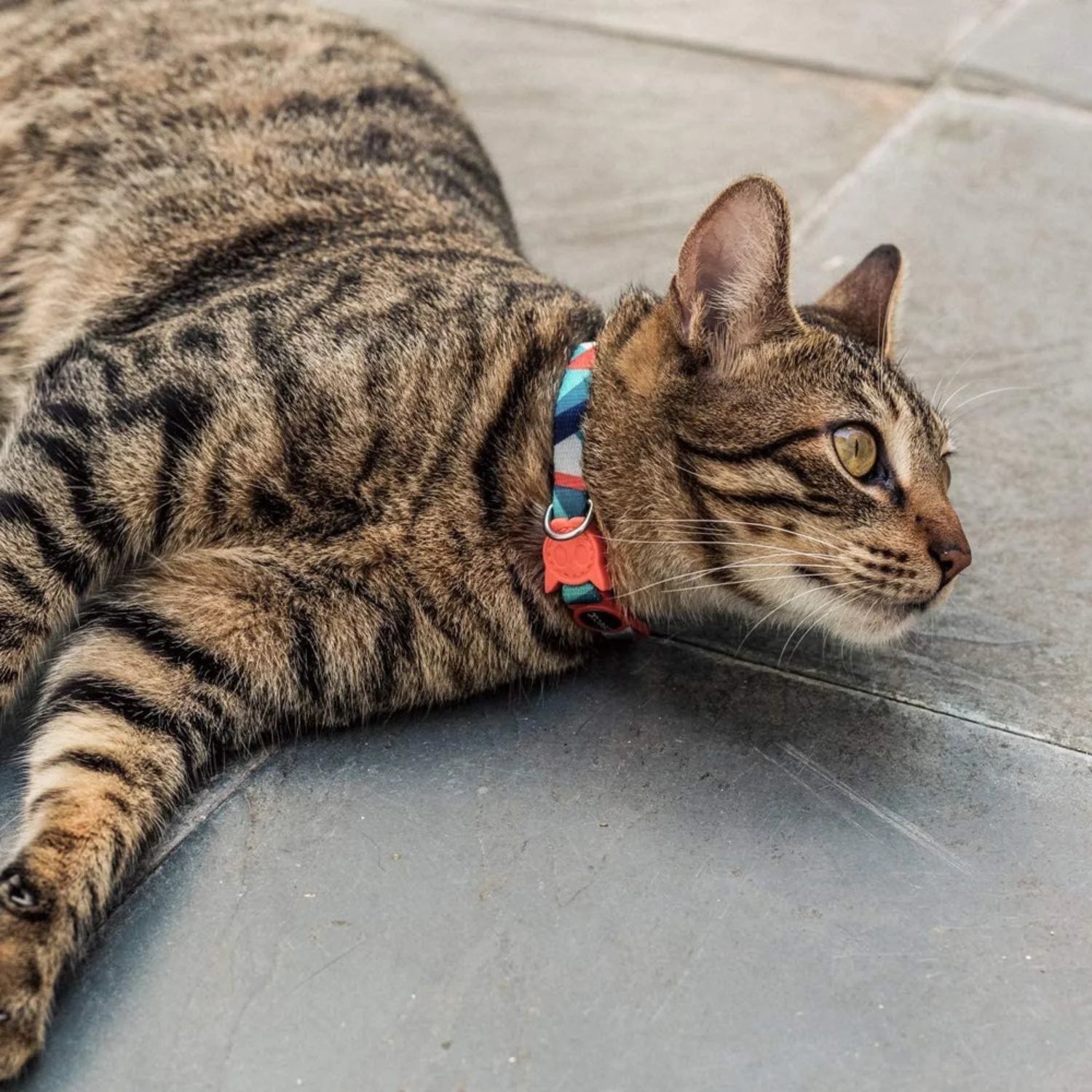 Ella Zee.Dog Cat Collar - Adjustable & Stylish Pet Collar for Cats - Perfect for Daily Walks, Outdoor Adventures & Grooming Sessions