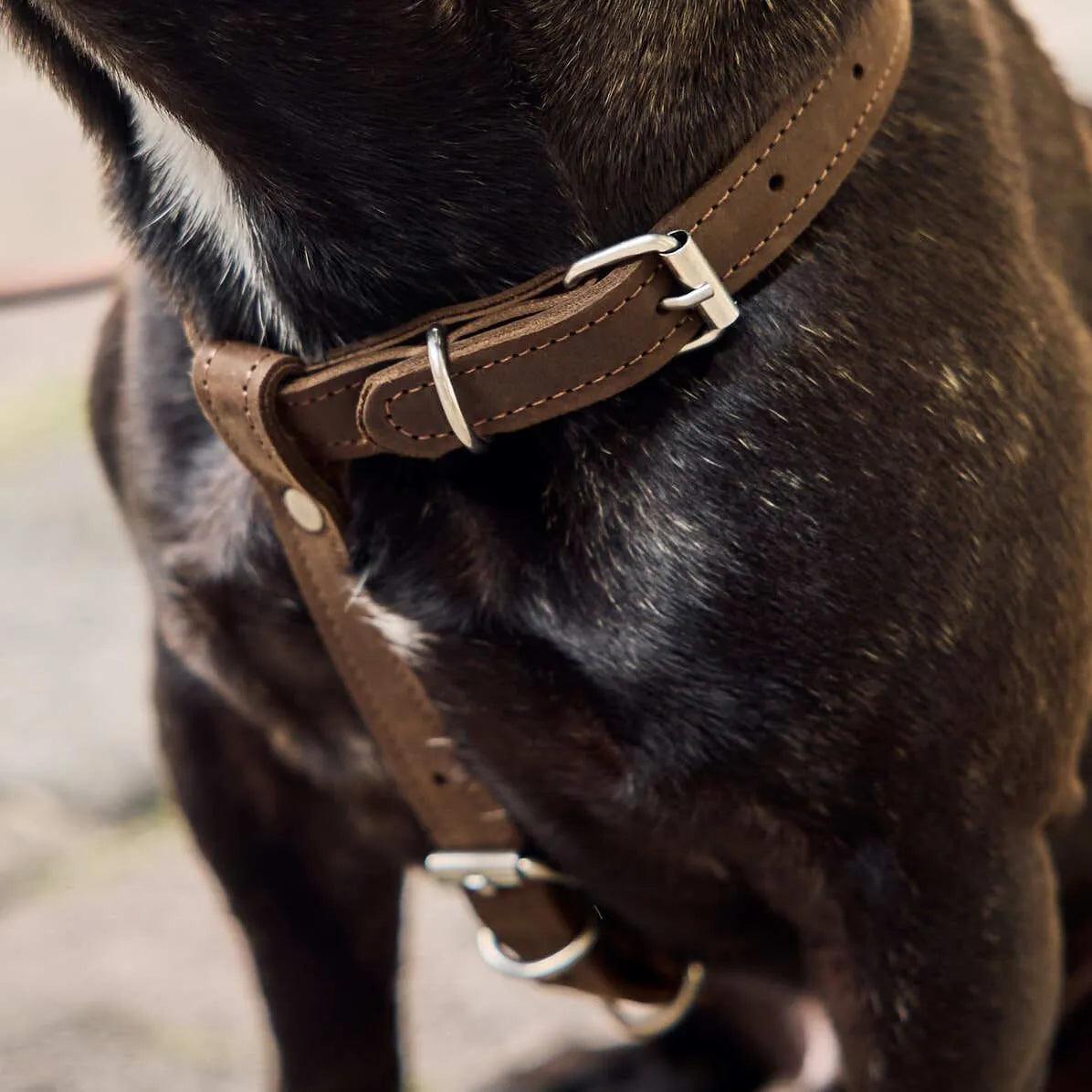 Premium No-Pull Dog Harness with Adjustable Leash - Reflective & Padded for Small Medium Large Dogs - Perfect for Walking, Running, Hiking & Outdoor Adventures