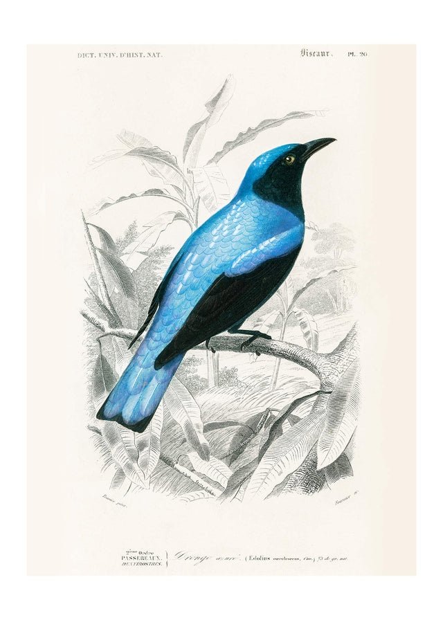 Vintage Bird Print T-Shirt - Retro Bird Design Cotton Tee for Men & Women - Casual Wear, Street Style, Gifts for Bird Lovers
