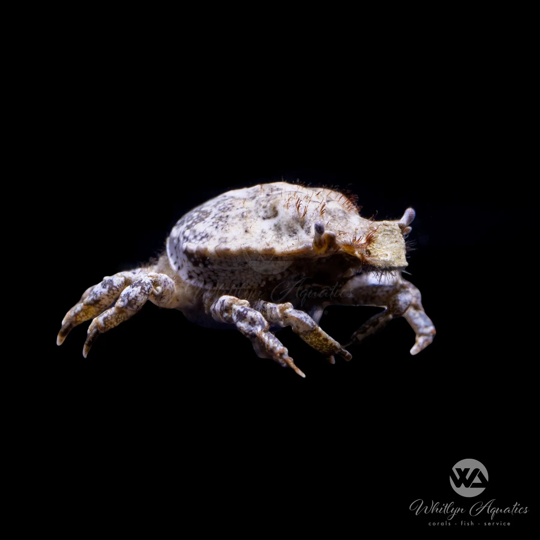 Pitho Crab (Pitho mirabilis) - Live Marine Crab for Saltwater Aquariums | Perfect for Reef Tanks, Nano Tanks & Aquatic Displays