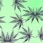 Marijuana Pot
