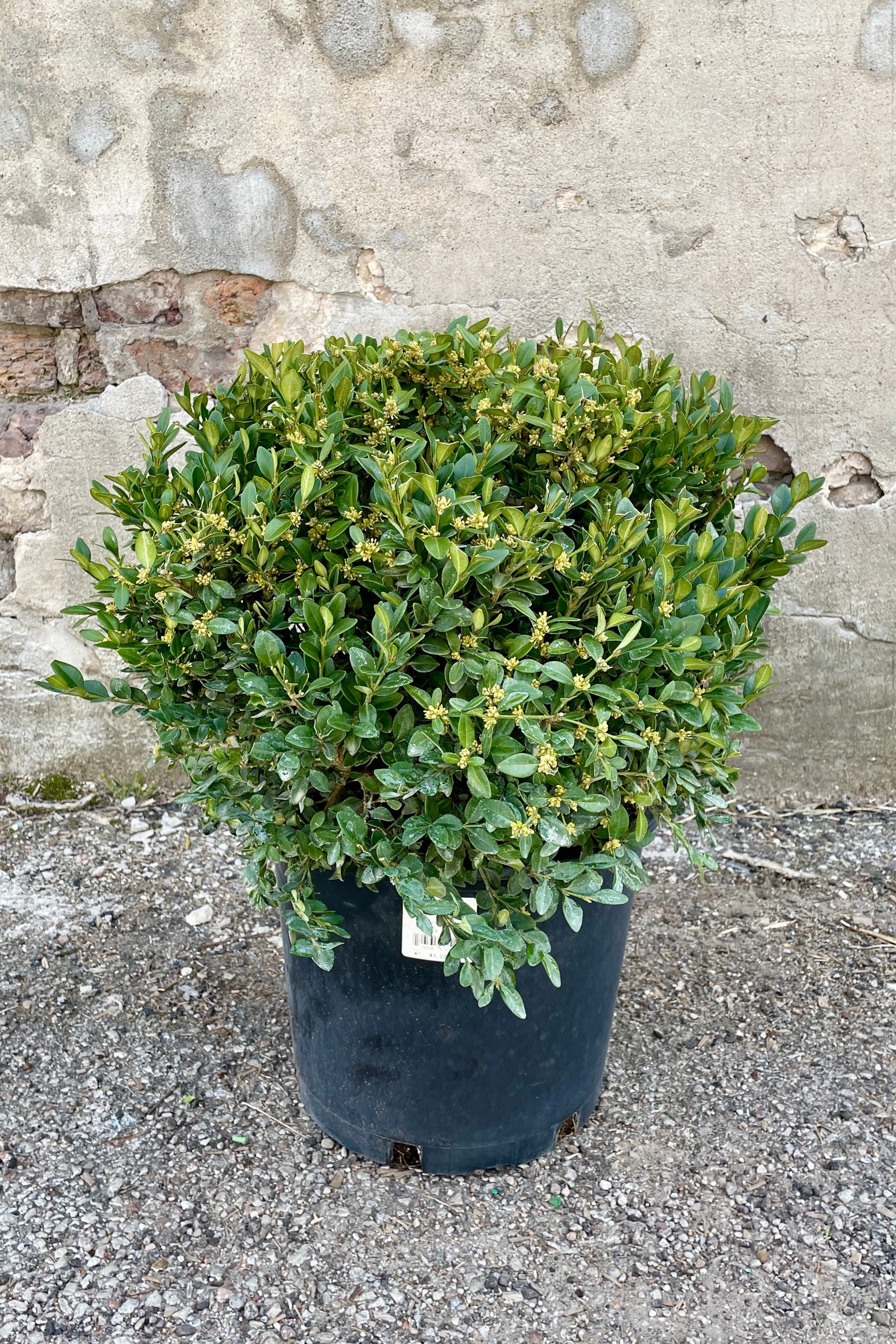 Buxus 'Green Velvet' #5 - Premium Boxwood Shrub for Landscaping, Hedges & Garden Decor | Evergreen Plant for Outdoor & Indoor Use