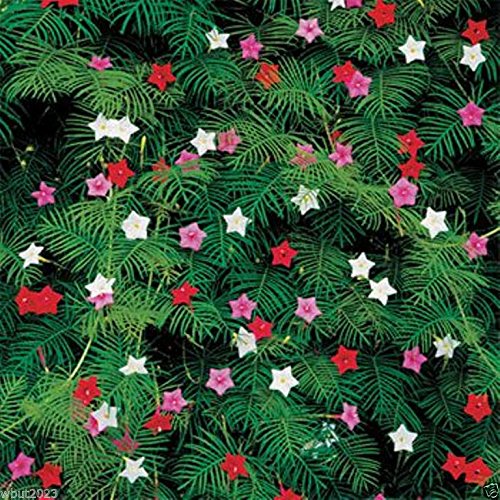 Cypress Vine Seeds - 20+ Seeds Mix (Red, Rose, White) - Ipomoea Pennata - Fast Growing Flowering Vine for Garden Trellis, Fence & Wall Decoration