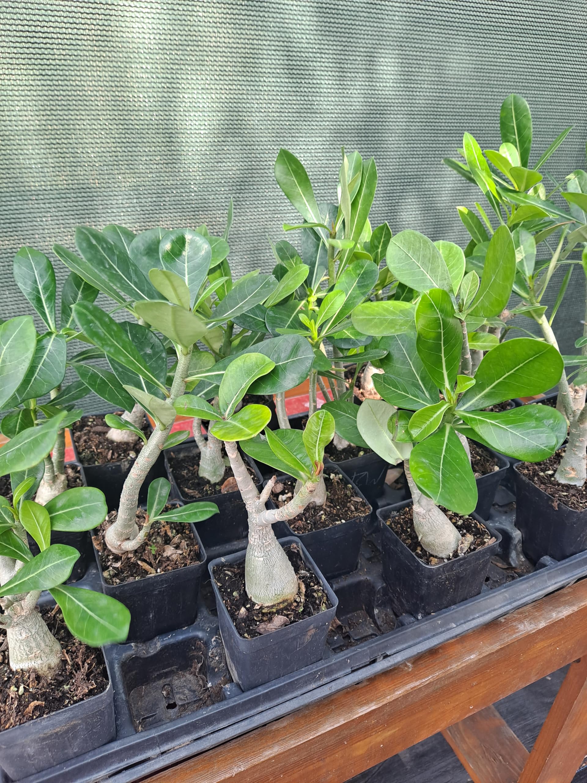 5 Pack Adenium Obesum Desert Rose Plants - 5-6 Inch Tall Live Succulent Seedlings for Home Decor, Office Desk & Garden Landscaping