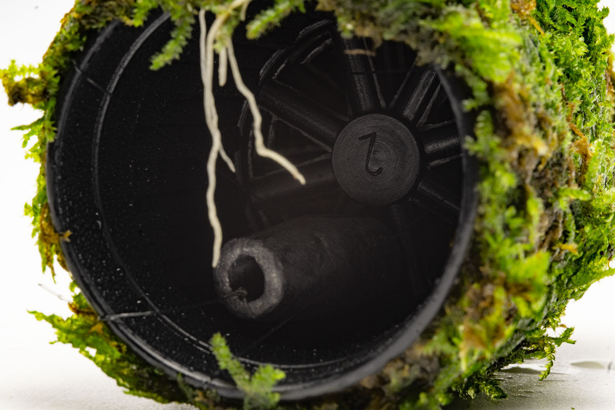 Anubias Nana Moss Tower for Aquarium - Live Aquatic Plant Decor for Fish Tank, Terrarium & Paludarium | Perfect for Shrimp, Betta Fish & Nano Tanks
