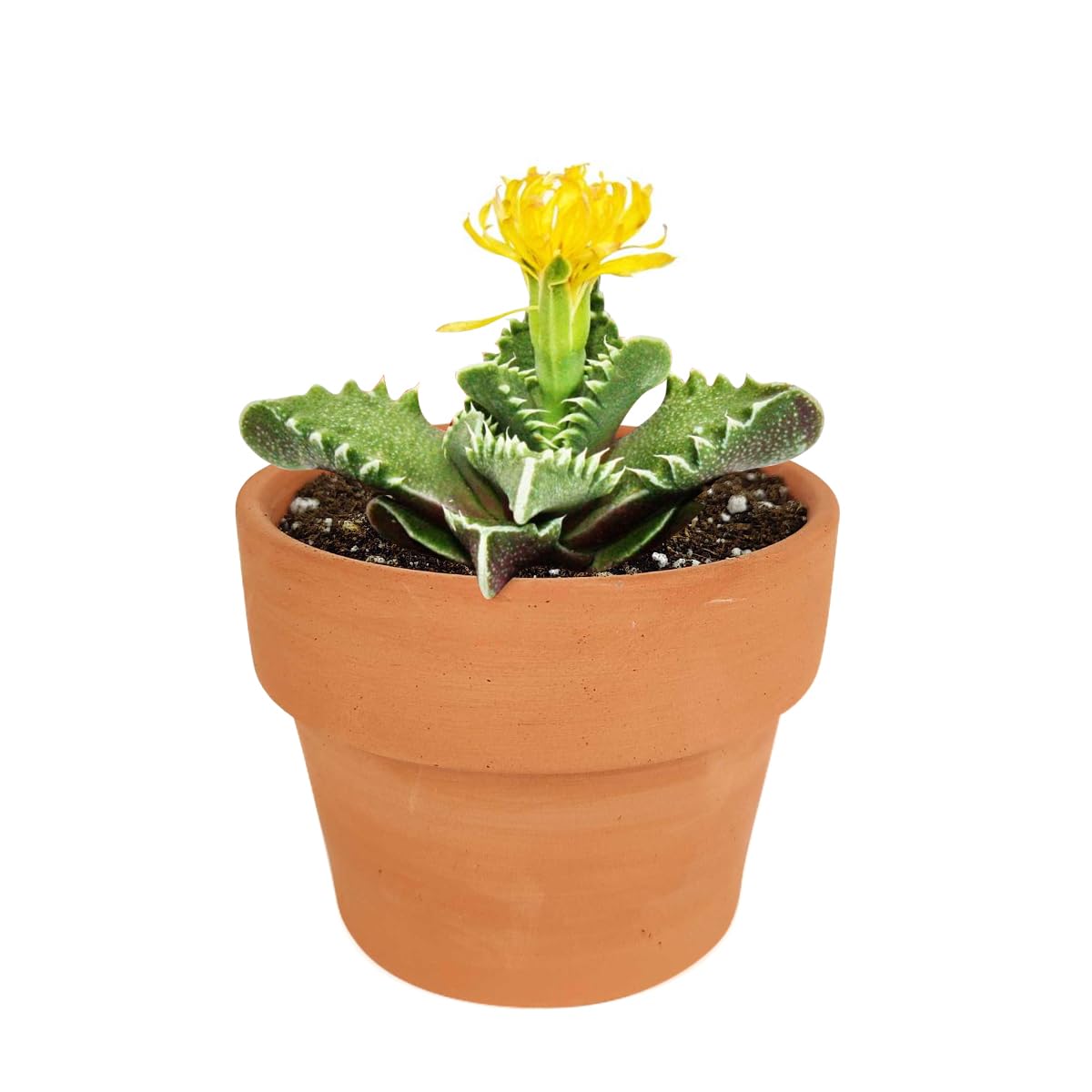 Tiger’s Jaw Succulent Plant (Fauna Tigrina) – 4 Inch with Clay Pot – Rare Live Succulent for Home Decor, Office Desk, or Garden Arrangement