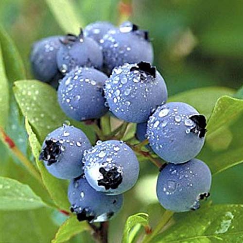 Blueberry Plant Vaccinium 'Spring High' Highbush - 4 Live Starter Plants for Home Garden, Fresh Berries & Landscaping