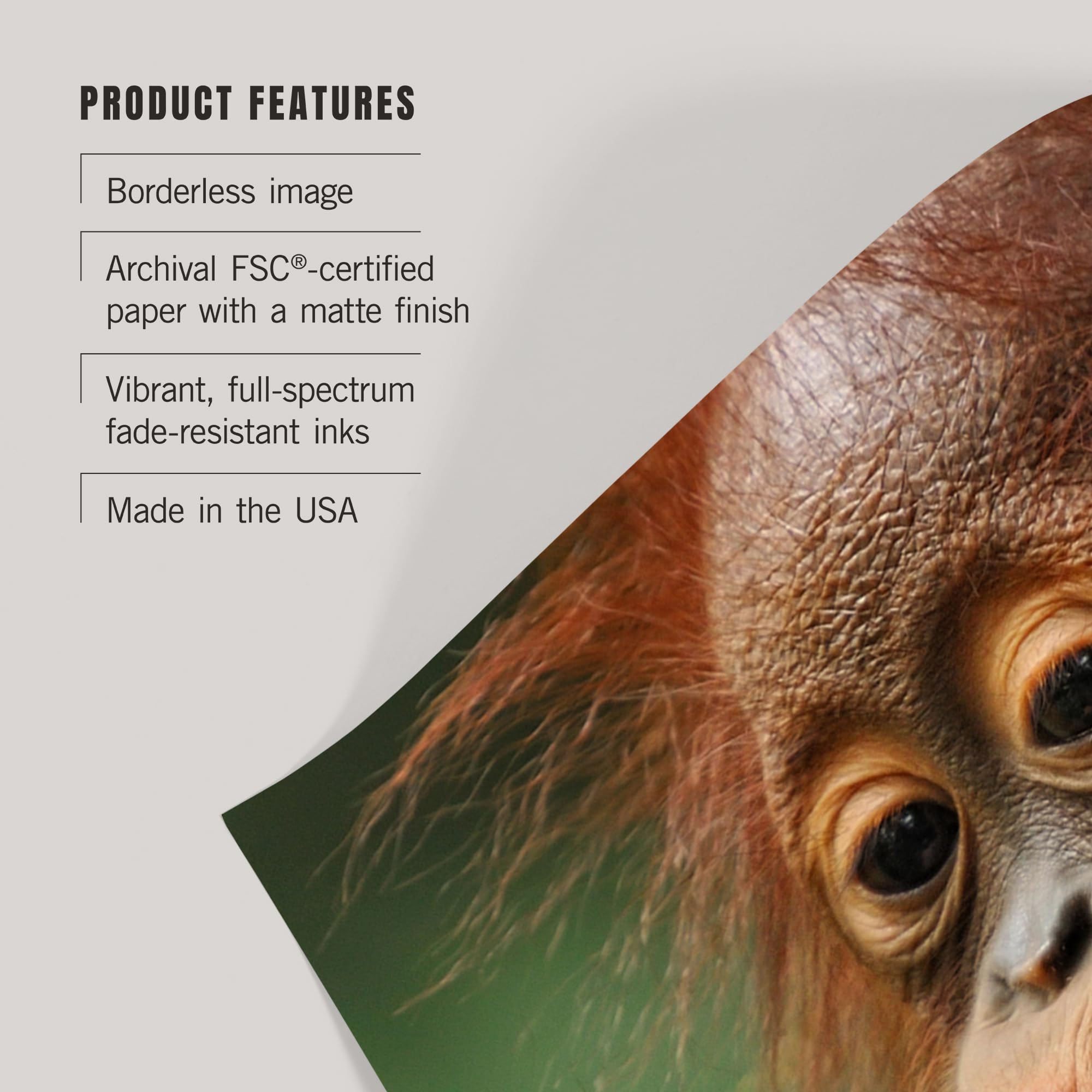 Lantern Press 16x24 Inch Giclee Art Print - Baby Orangutan Kissing Wall Decor for Living Room, Nursery & Office | High Quality Canvas Painting for Home Decor