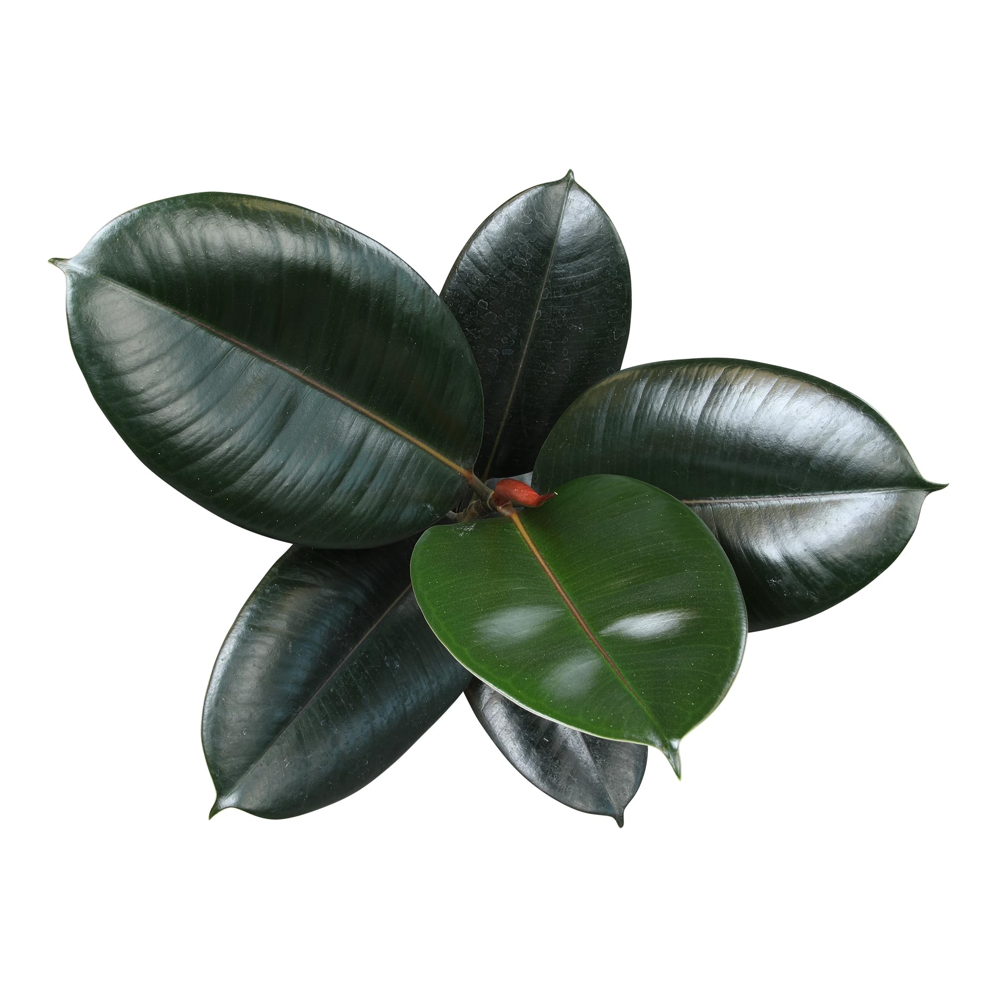 Burgundy Ficus Tree Live Plant - 16