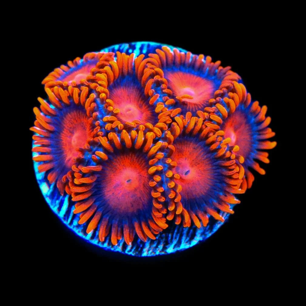 Bam Bam Zoanthids Coral - Vibrant Saltwater Coral for Reef Aquariums | Perfect for Marine Tanks, Nano Reefs & Coral Frag Racks