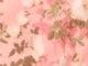 Desert Coral Shadow Rose