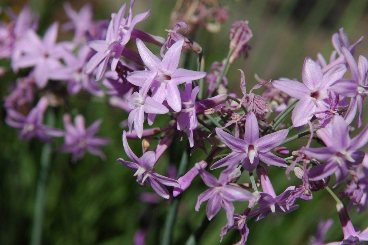 50 Live Society Garlic Plants (Tulbaghia Violacea) - Fragrant Butterfly-Attracting Flowers for Gardens, Borders & Landscaping
