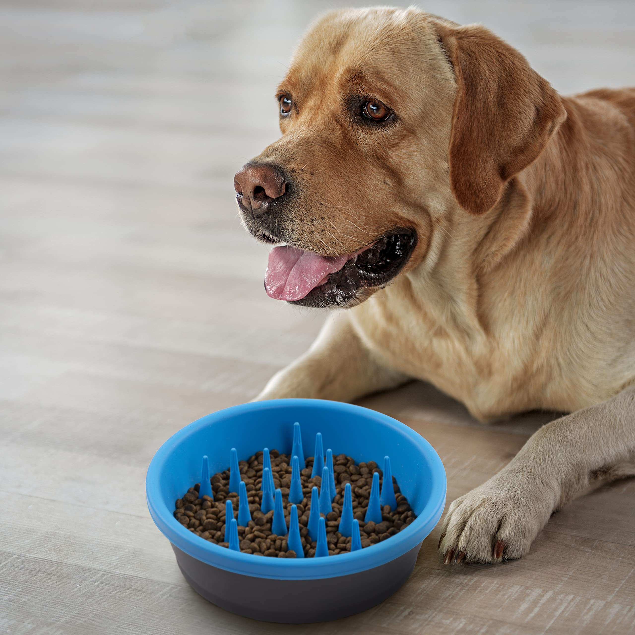 Dexas Slow Feeder Dog Bowl - 6 Cup Capacity for Healthy Digestion & Dental Care - Gray & Blue Pet Food Dish - Perfect for Fast Eaters & Mealtime Enrichment
