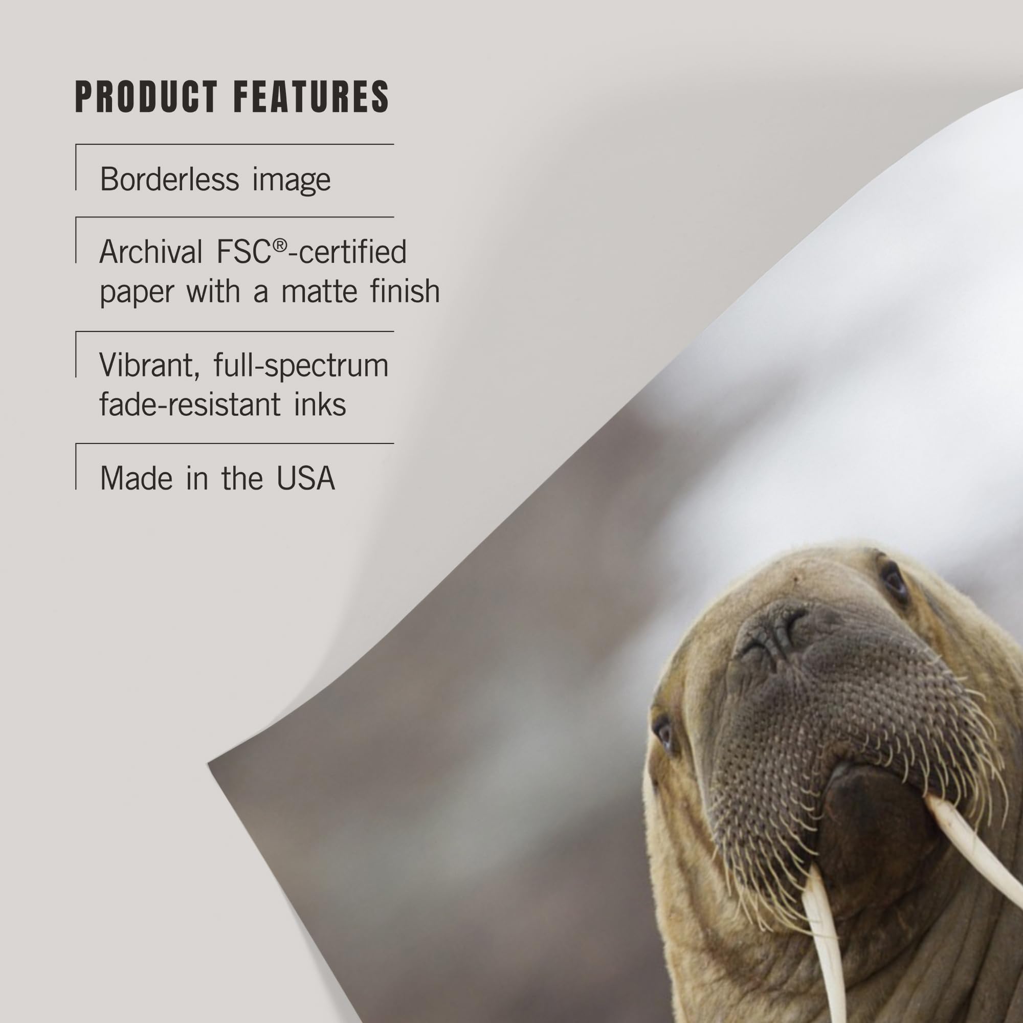Lantern Press 36x54 Inch Giclee Art Print - Premium Walrus Wall Decor for Living Room, Bedroom & Office - Museum Quality Wildlife Artwork