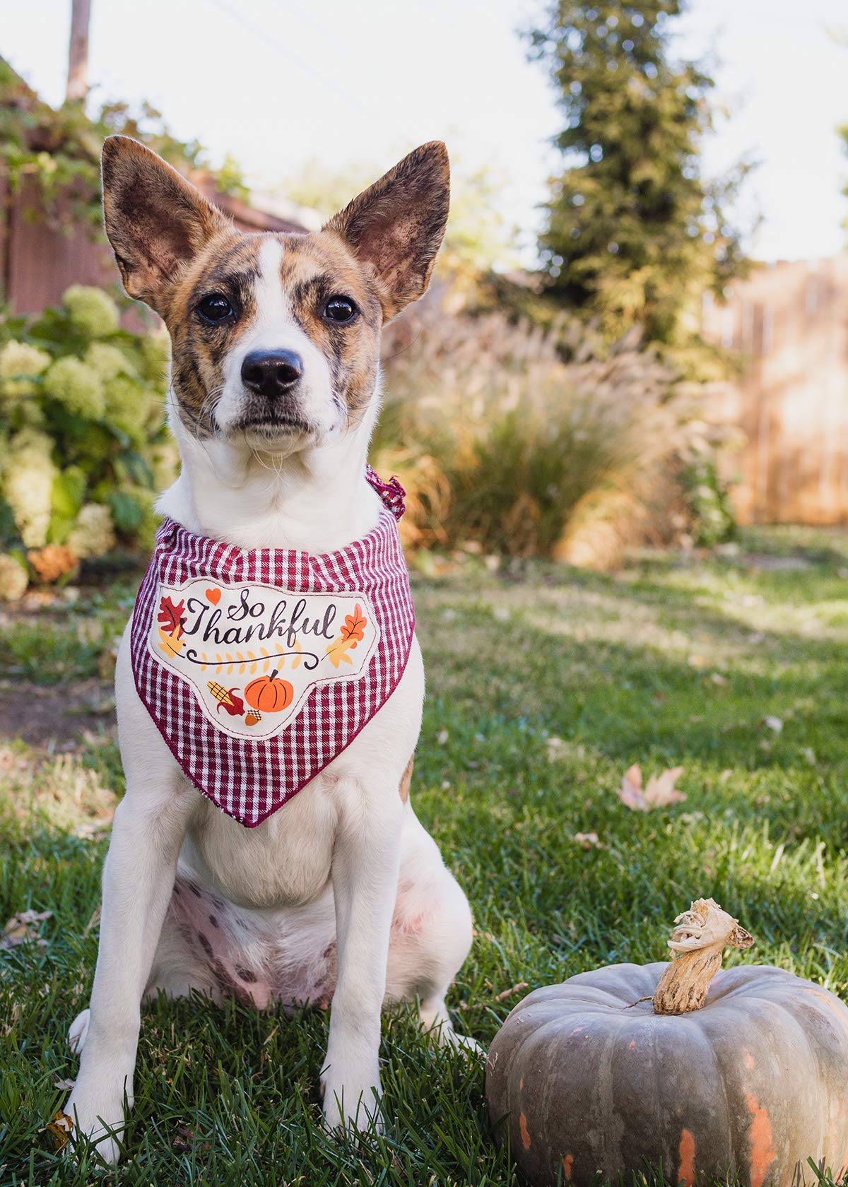 Thanksgiving Dog Bandanas for Medium to Large Dogs - 100% Cotton Pet Bandana with Thankful Print - Perfect for Holiday Photos, Family Gatherings & Autumn Walks