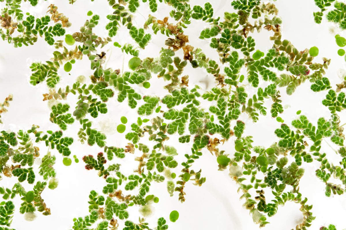 Azolla Mosquito Fern - Natural Water Plant for Ponds, Aquariums & Water Gardens | Floating Aquatic Plant for Mosquito Control & Water Filtration