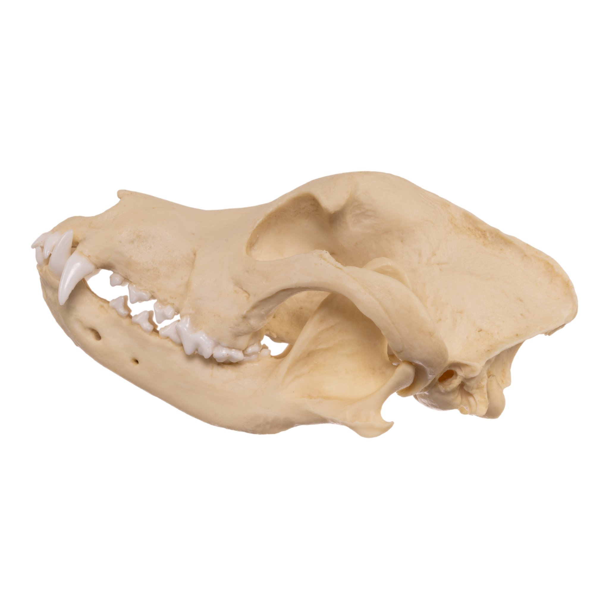 Authentic Pit Bull Dog Skull Replica - Realistic Canine Anatomy Model for Veterinary Study, Halloween Decor, and Educational Displays
