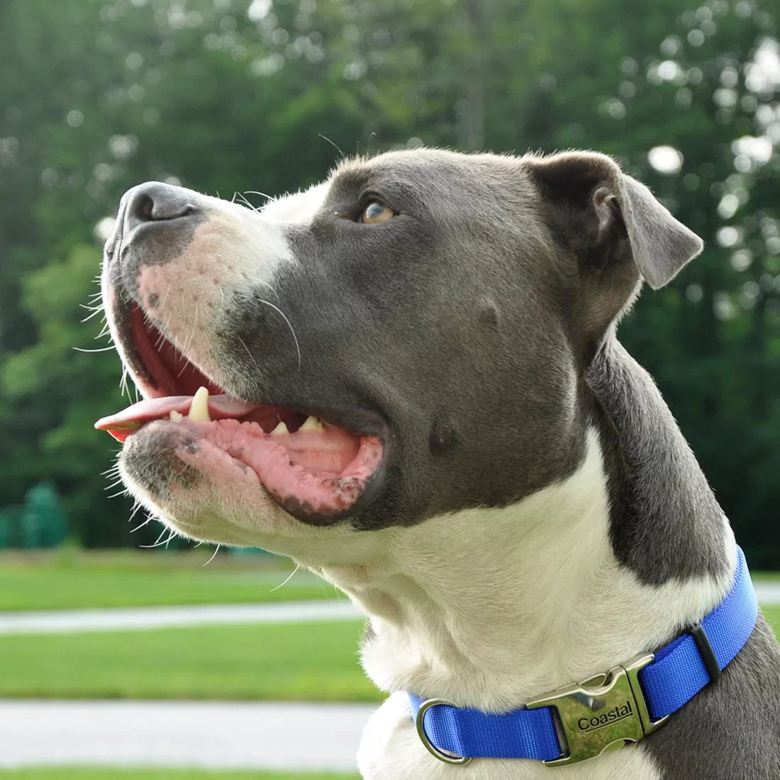 Adjustable Nylon Dog Collar with Metal Buckle - Durable Pet Collar for Small Medium Large Dogs - Perfect for Walking, Training & Outdoor Adventures