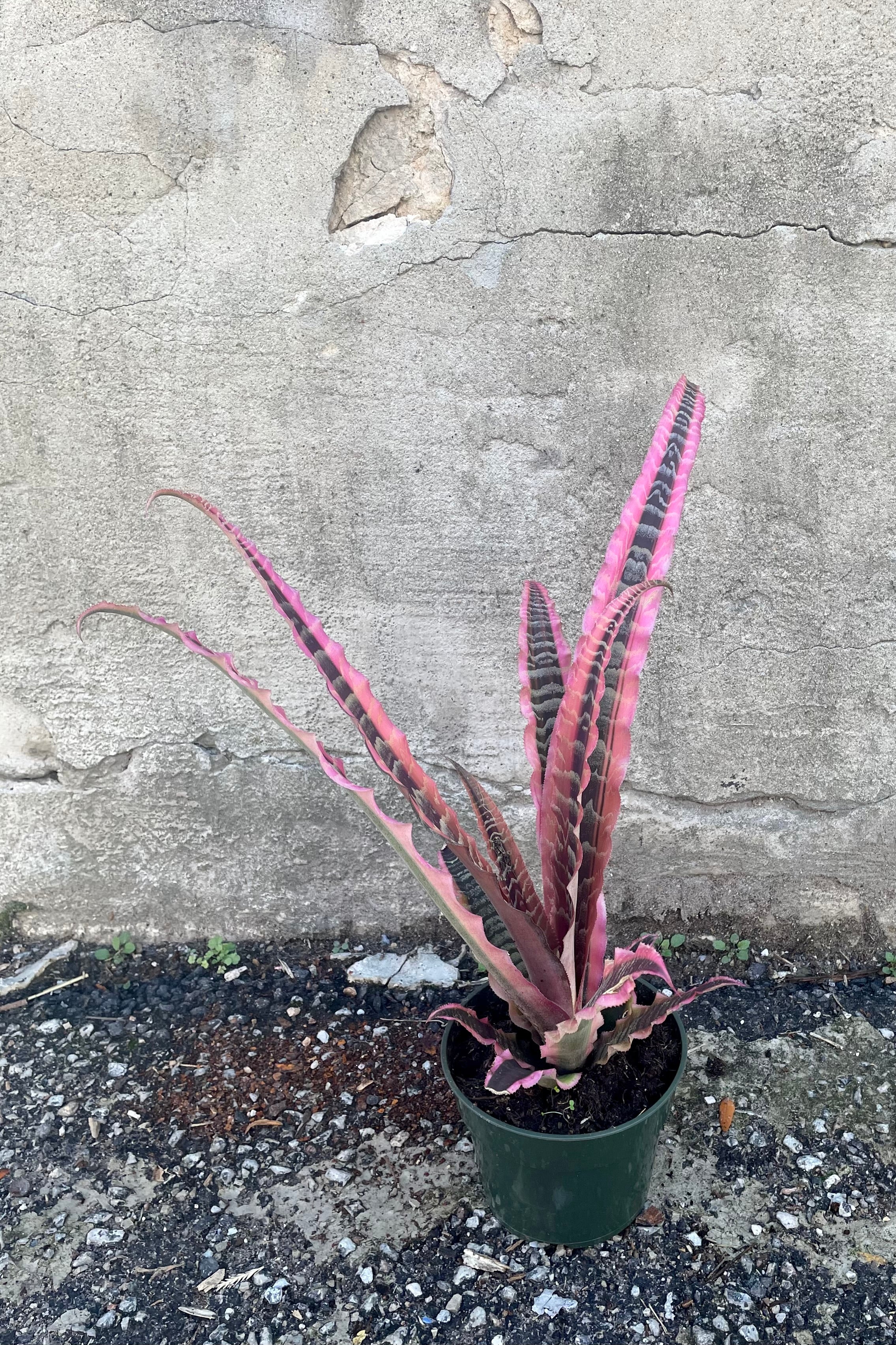 Cryptanthus 'Elaine' - 5 Pack Live Air Plants for Home Decor, Terrariums & Office Spaces | Easy Care Bromeliad Houseplants for Indoor Gardening & Gifts