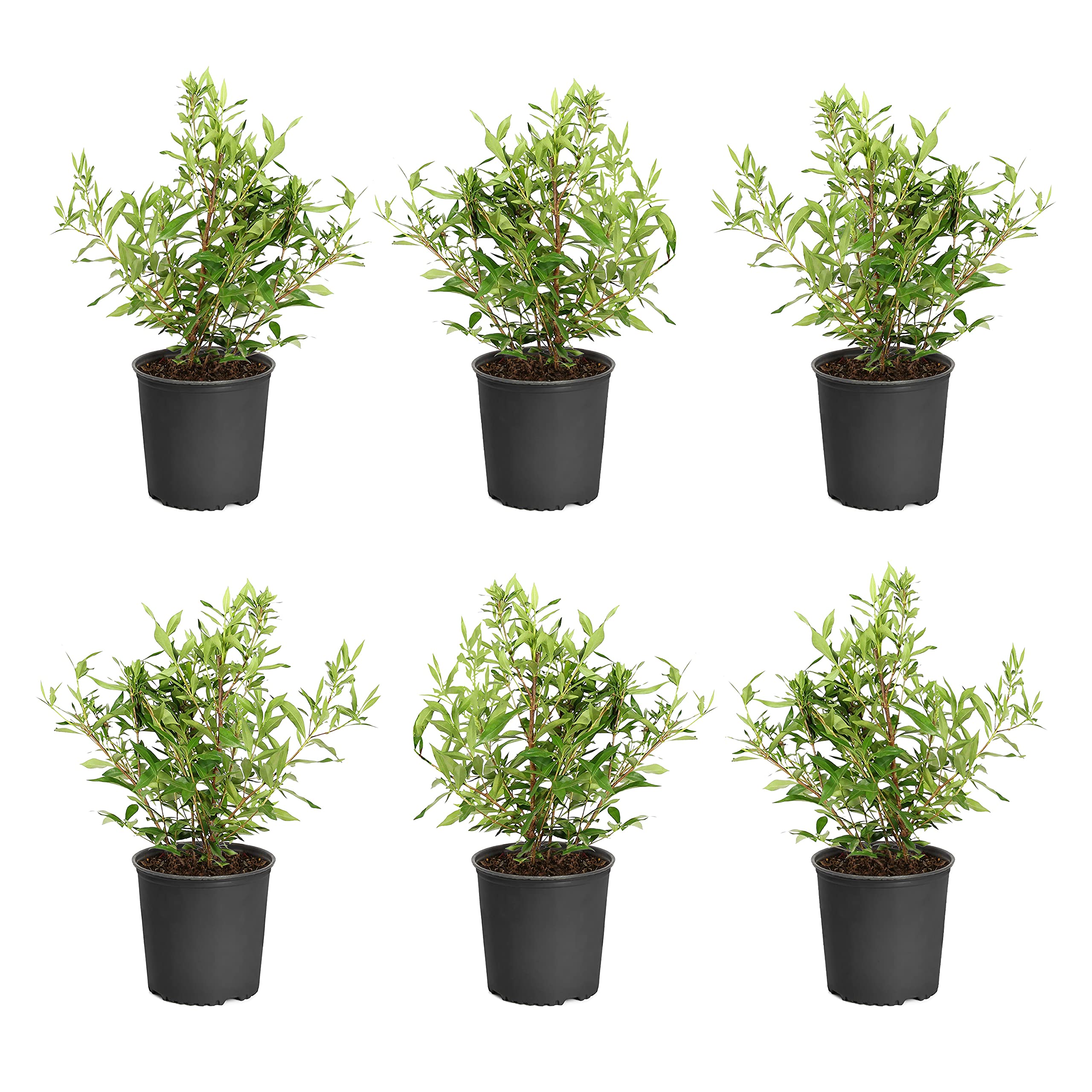 Brighter Blooms Frost Proof Gardenia Shrub - 6 Pack 1 Gallon Potted Outdoor Flowering Plants for Garden, Landscaping & Patio Decor | Evergreen Shrubs with Fragrant White Blooms