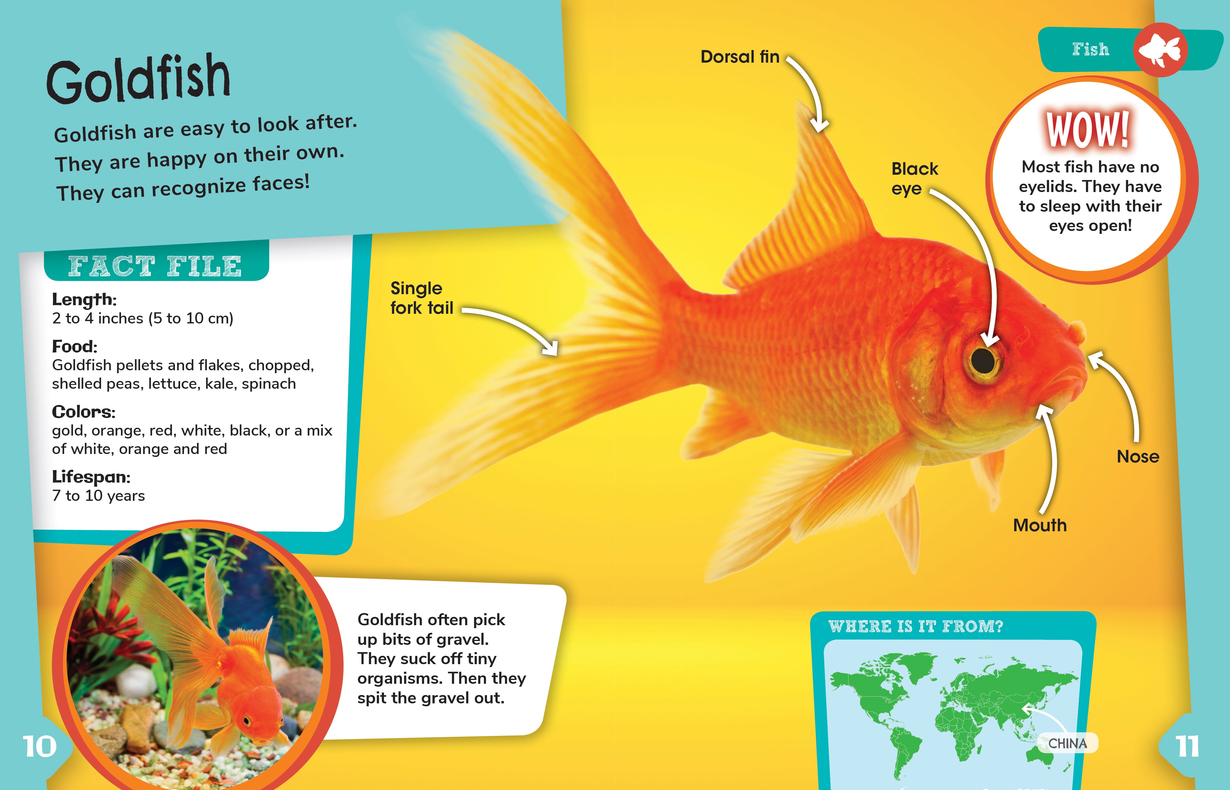 Fish Pet Detectives - Fun and Interactive Aquarium Game for Kids | Perfect for Family Game Night & Educational Play