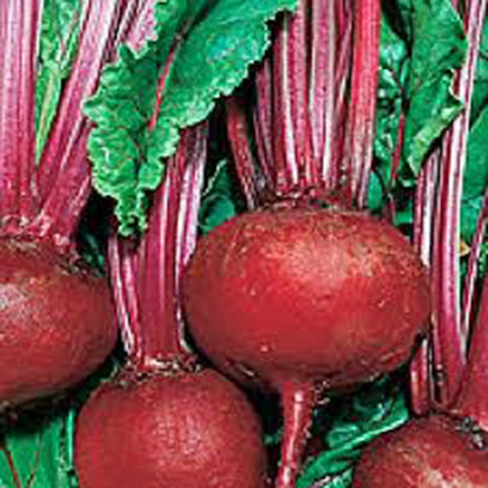 Detroit Dark Red Heirloom Beets - 100 Non-GMO Seeds | Tender, Sweet & Deep Red | Perfect for Home Gardening, Organic Farming & Fresh Salads