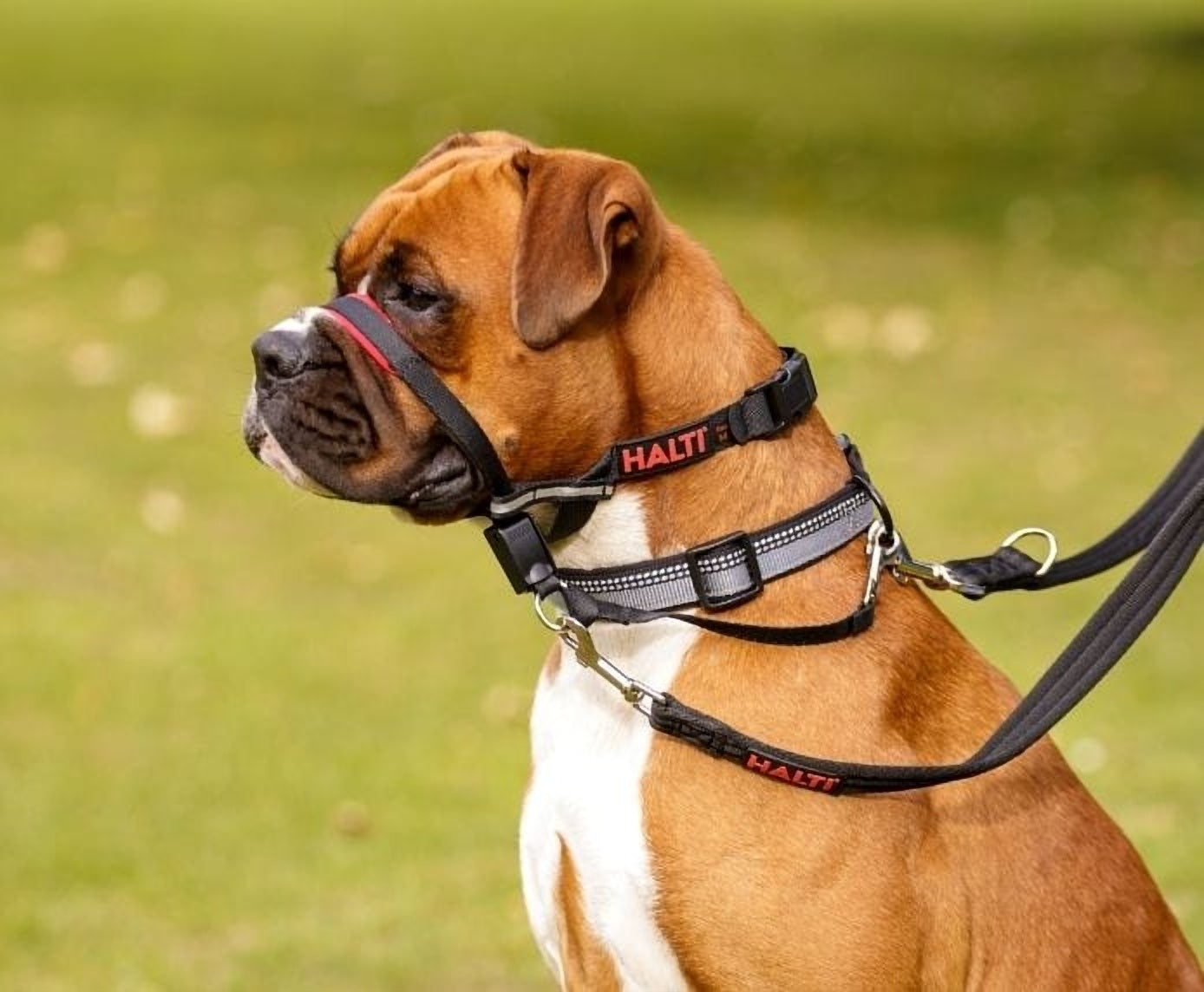 Company of Animals Halti Optifit Dog Headcollar - Gentle No-Pull Training Solution for Medium & Large Dogs - Perfect for Walking, Training & Behavioral Correction
