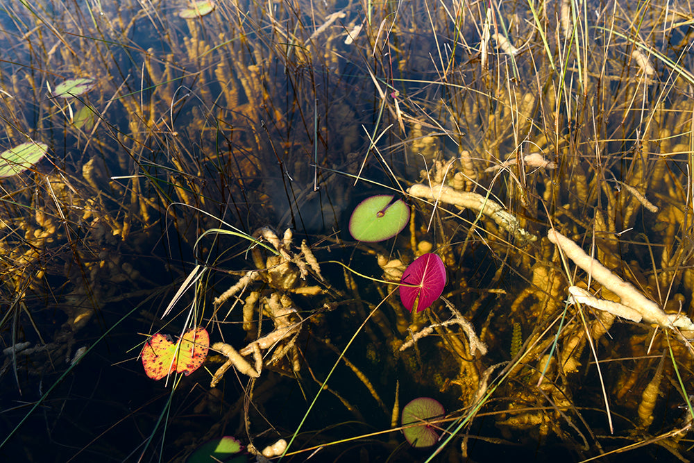 Leica Lounge & Book Signing Event: Conversation with Lisette Morales McCabe & Aldeide Delgado | April 28, 2023 | Photography Enthusiasts Gathering