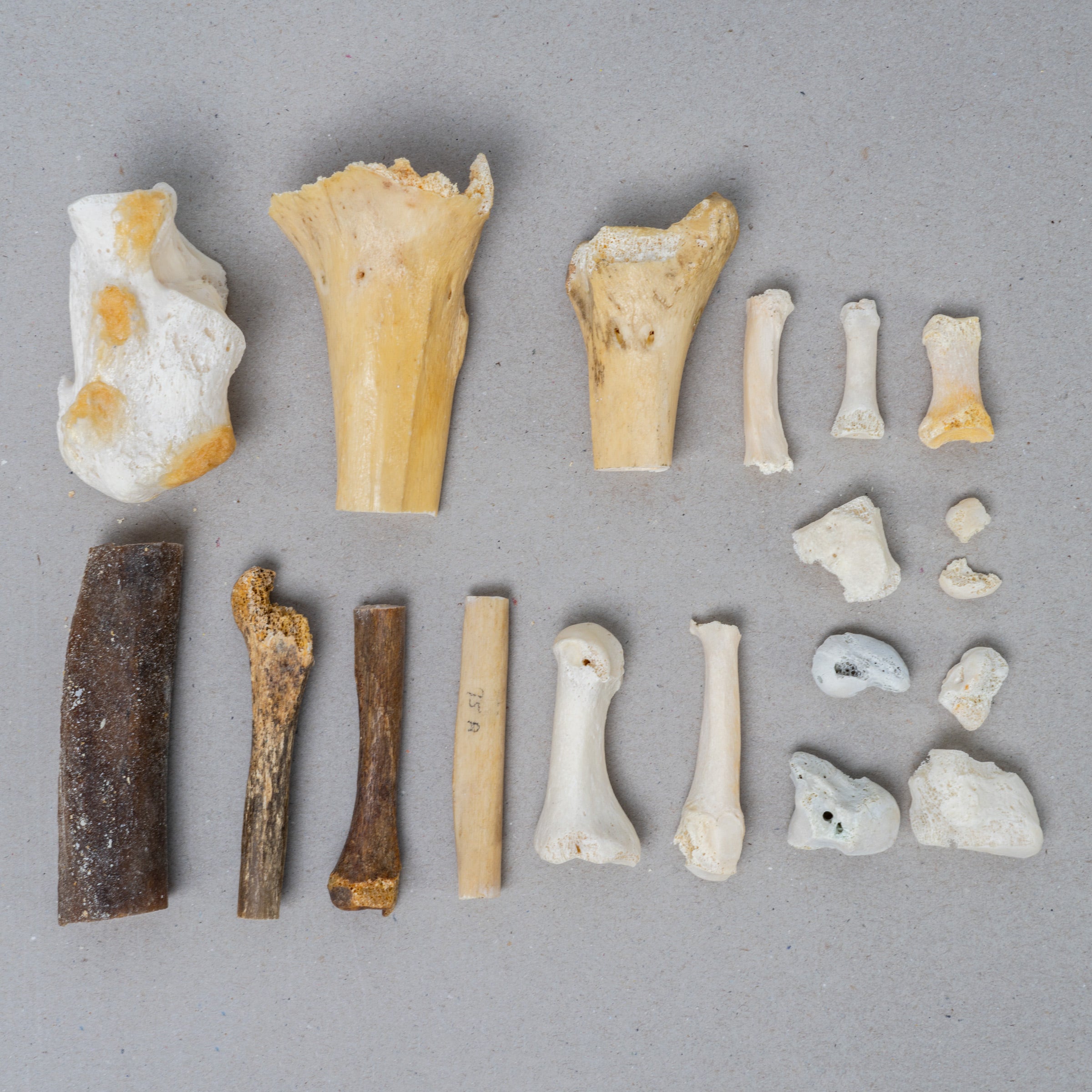 Real Search & Rescue Dog Cadaver Training Bones - High-Quality Scent Detection Tools for K9 Units & Police Dogs - Perfect for Professional Training & Emergency Scenarios