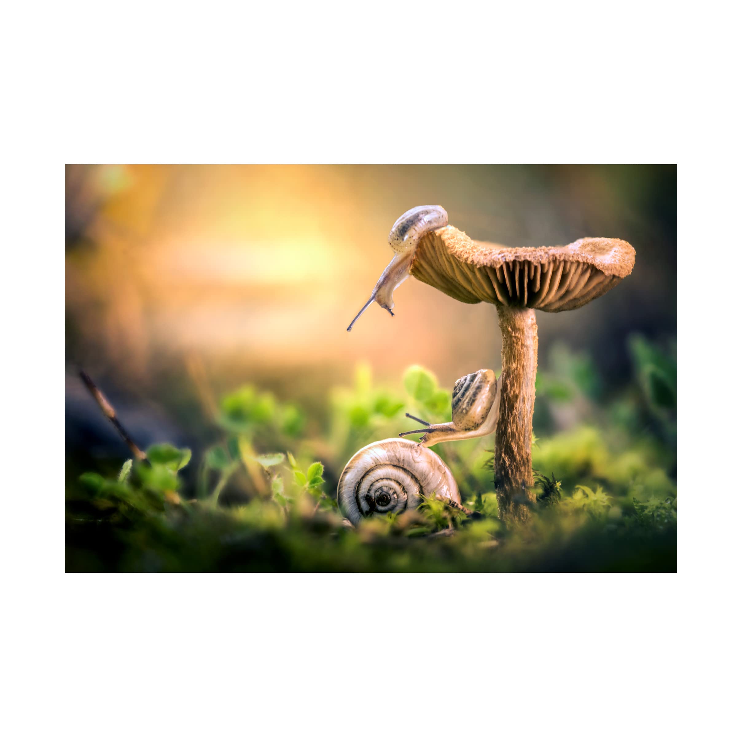 Trademark Fine Art 'The Awakening Of Snails' Canvas Wall Art by Alberto Ghizzi Panizza - Modern Home Decor for Living Room, Bedroom & Office