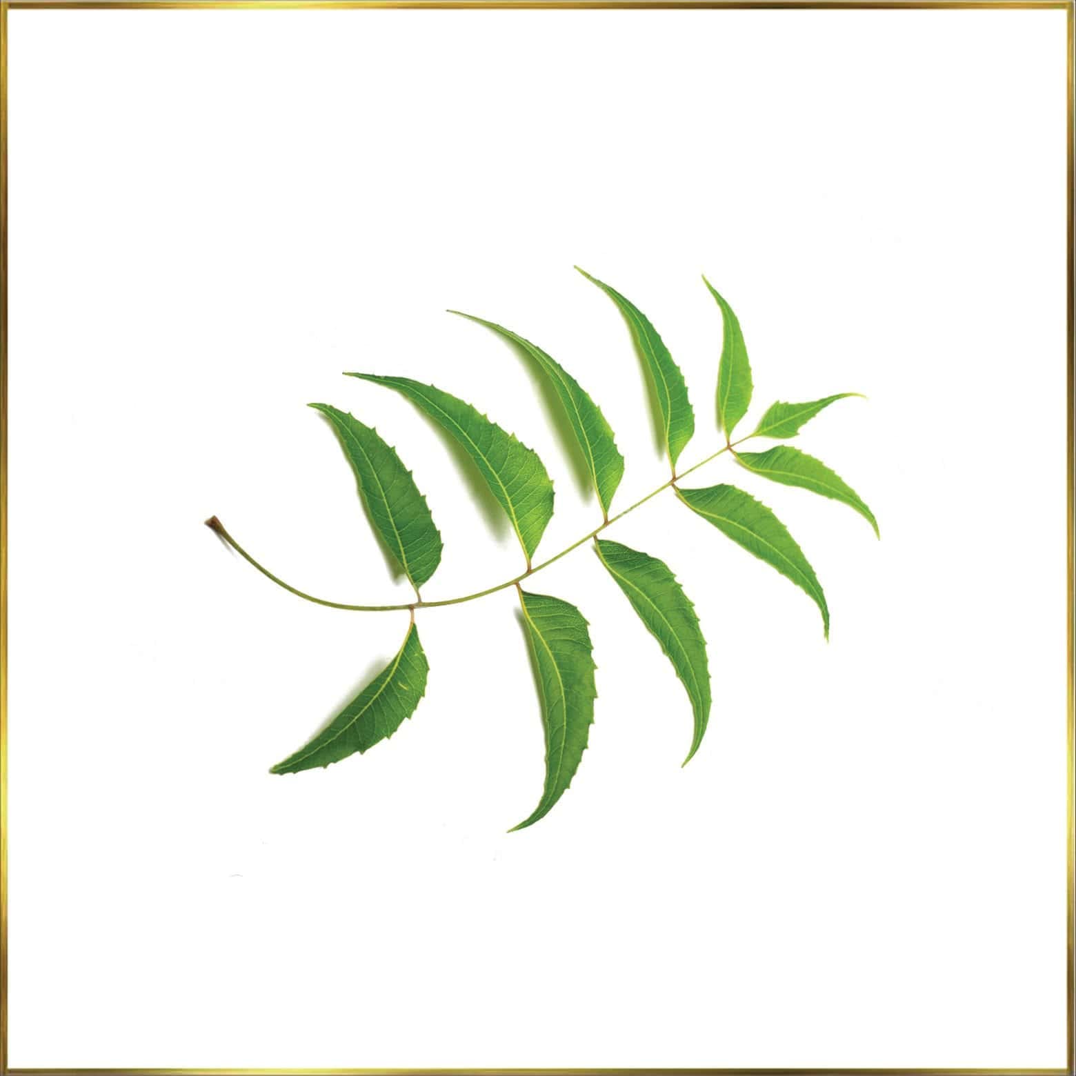 Organic Neem Leaf Powder for Hair Growth & Scalp Health | 100% Pure Ayurvedic Treatment | 100g | Promotes Stronger Hair & Reduces Dandruff | Ideal for DIY Hair Masks & Natural Hair Care Routine