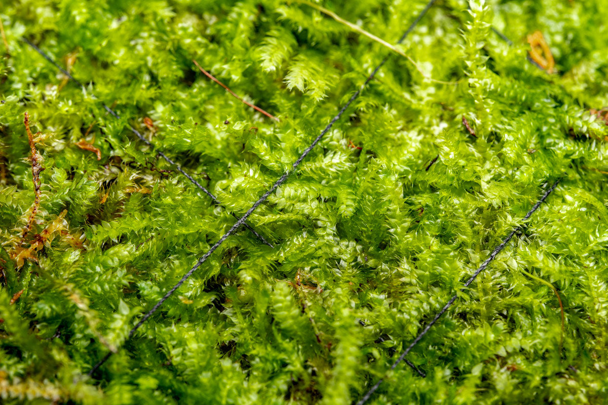 Premium Christmas Moss (Vesicularia montagnei) - Live Aquarium Plant for Fish Tanks, Terrariums & Shrimp Tanks - Enhances Water Quality & Natural Habitat