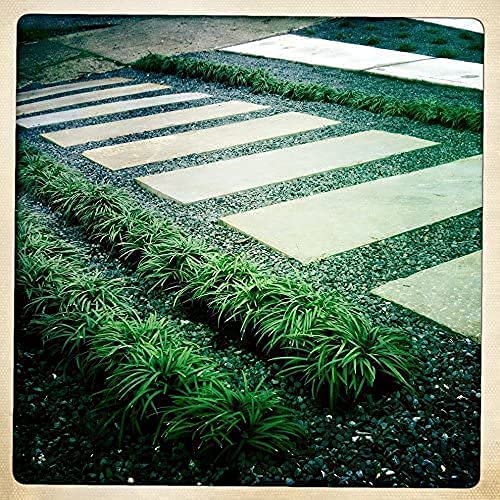Mondo Grass Ophiopogon Japonicus - 100 Live Bare Root Plants | Shade-Tolerant Evergreen Ground Cover for Landscaping | Perfect for Borders, Rock Gardens & Container Planting