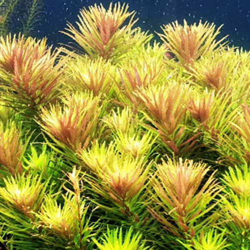 TCulture Limnophila Aromatica Live Aquatic Plant for Freshwater Aquariums - Perfect for Fish Tanks, Aquascaping & Natural Aquarium Decor