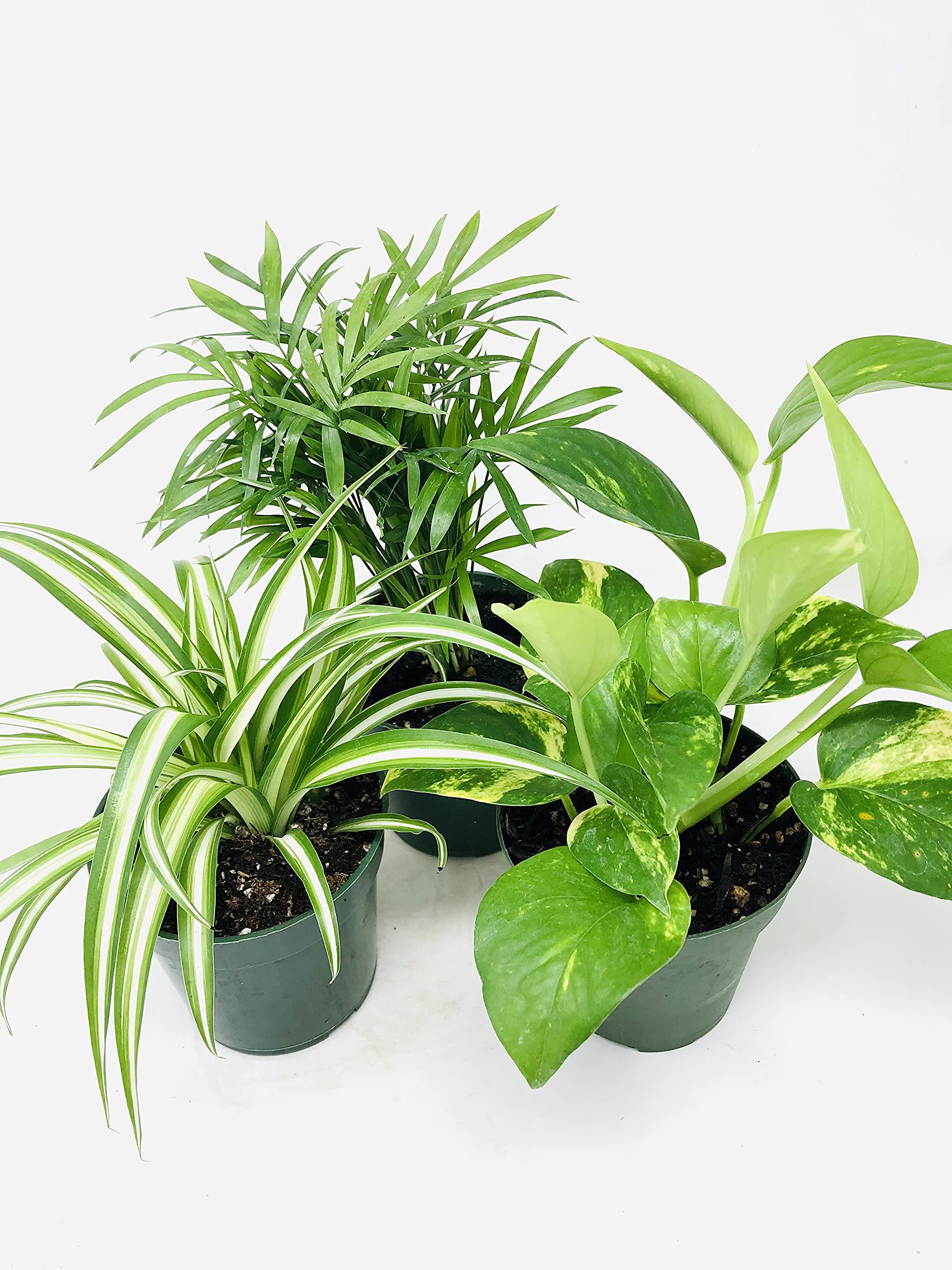 JMBAMBOO All Seasons Indoor Plants Collection - Spider Plant, Parlor Palm, Golden Pothos (Devil's Ivy) - Perfect for Home Decor, Office Plants & Air Purification