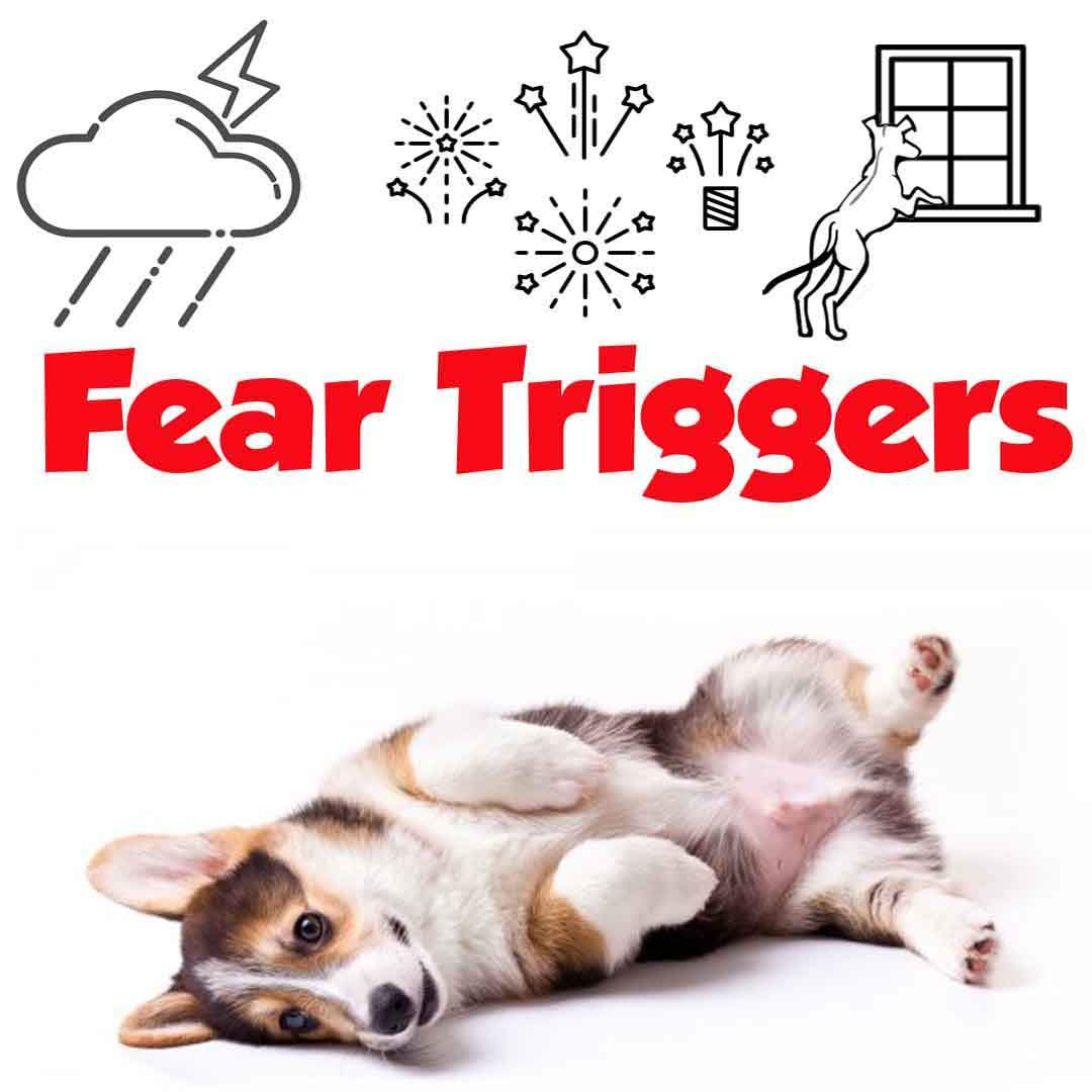 The Blissful Dog Corgi Relax Aromatherapy Spray for Dog Anxiety Relief - Calming Scent for Stress, Travel & Vet Visits