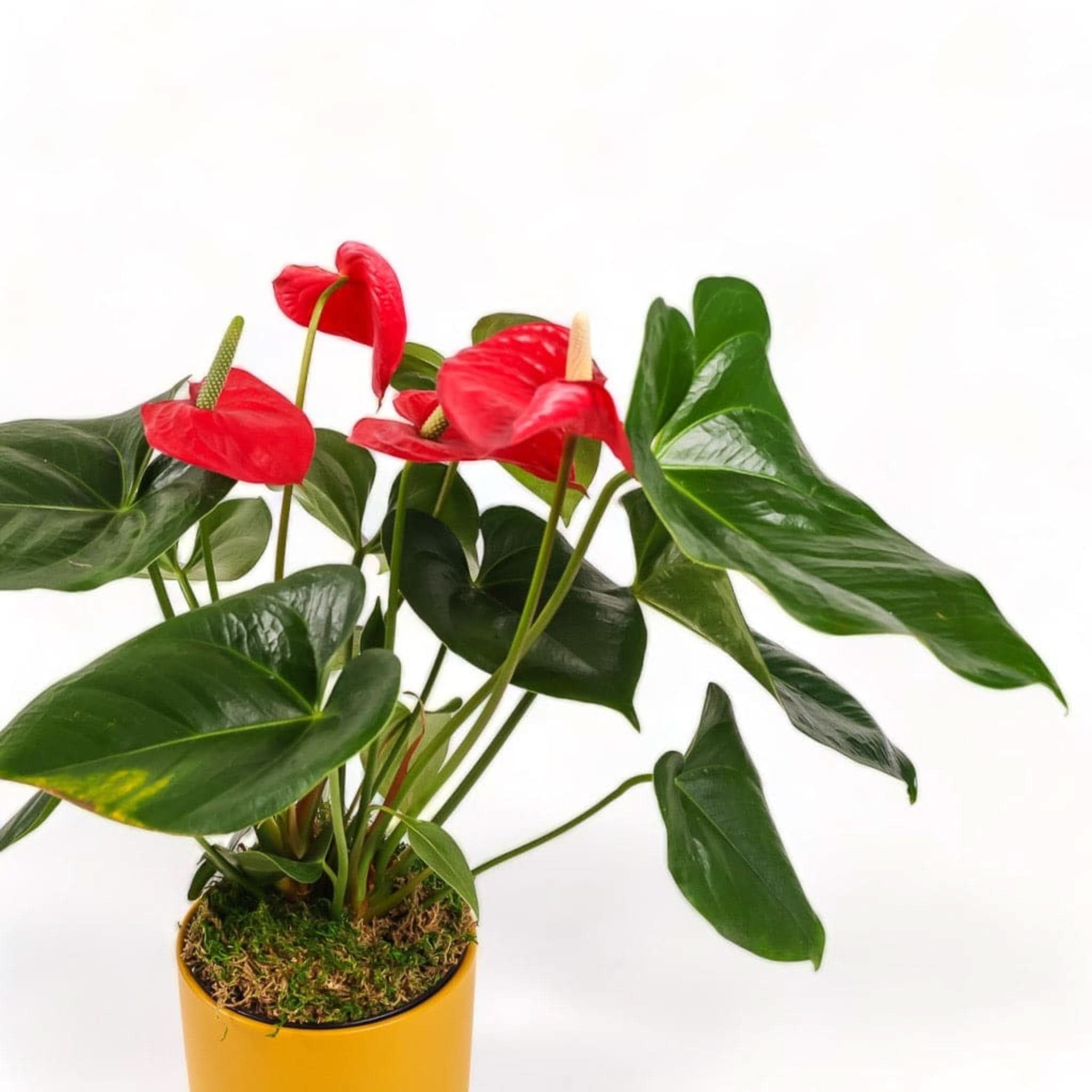 Medium Gemstone Potted Anthurium Plant - Realistic Artificial Flower for Home & Office Decor | Perfect for Table Centerpieces, Wedding Decorations, and Gift Giving