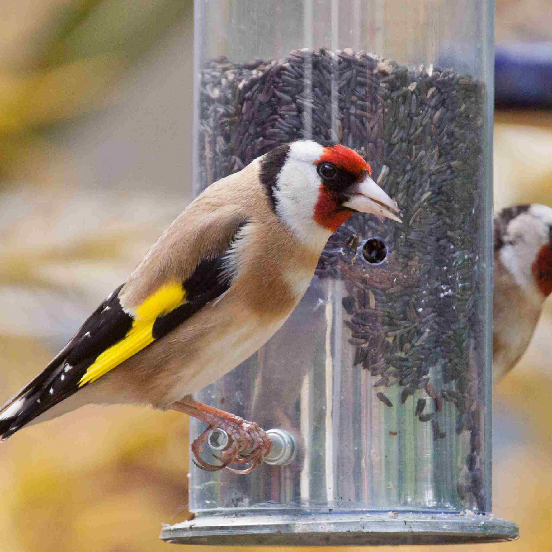Premium Nyjer Seeds for Wild Birds - High Energy Thistle Food for Finches & Backyard Birds - Ideal for Bird Feeders & Garden Feeding Stations