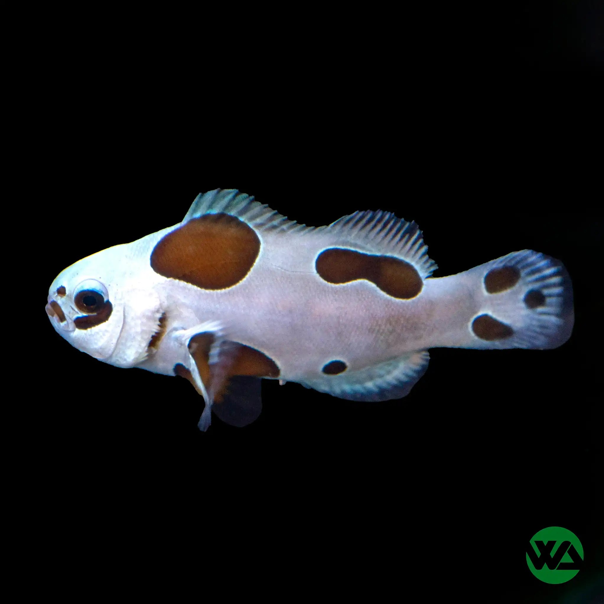Mocha Storm Clownfish (Amphiprion Ocellaris) - Premium Saltwater Aquarium Fish for Reef Tanks & Marine Setups