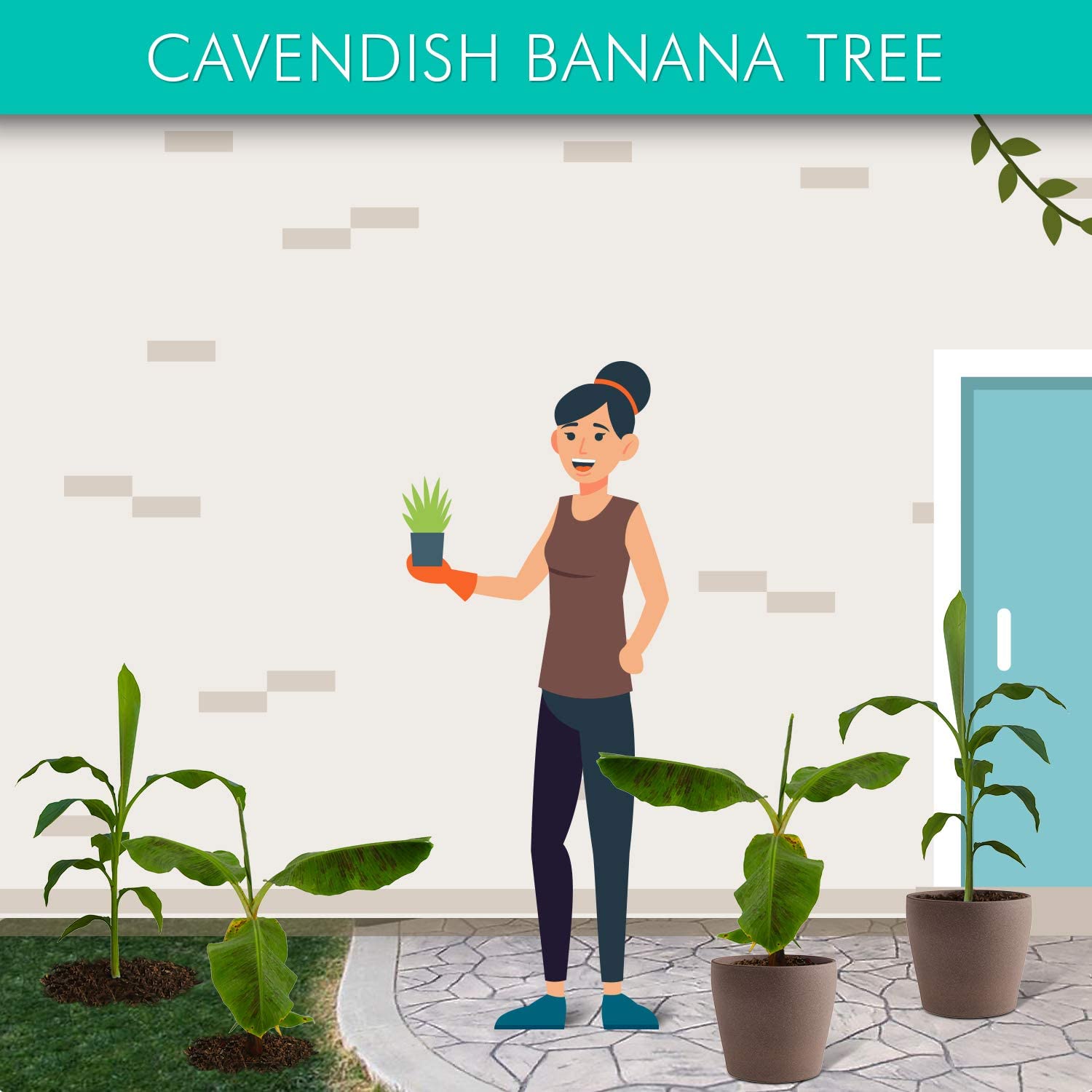 Dwarf Cavendish Banana Tree - 3 Gallon Potted Plant, Fast Growing Tropical Fruit Tree for Home Garden | Perfect for Patio, Indoor Decor & Landscaping - No Shipping to AZ
