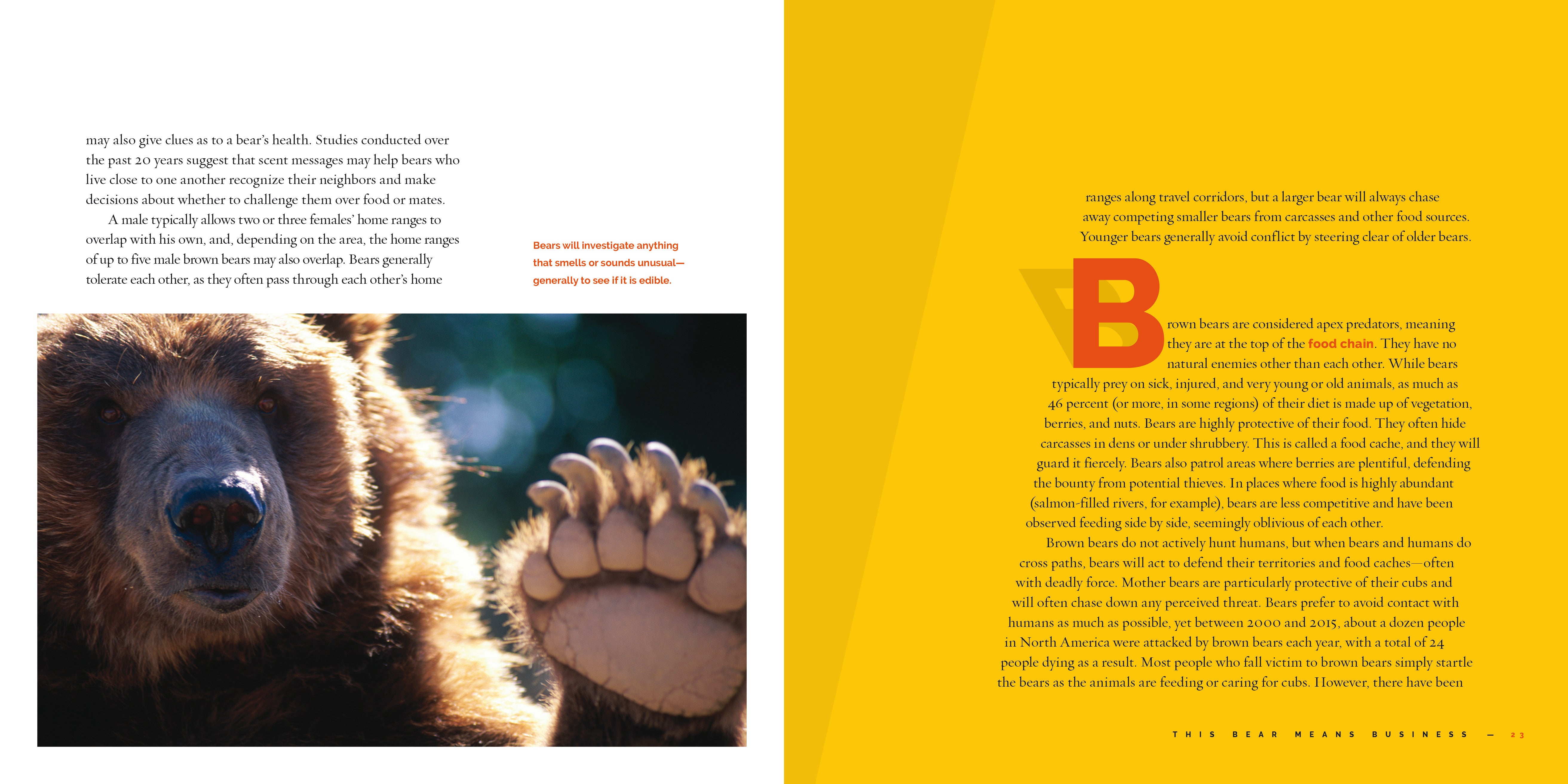 Brown Bears Book 9781640267756 - Wildlife Nature Guide for Kids & Adults - Perfect for Education, Gifts & Home Library