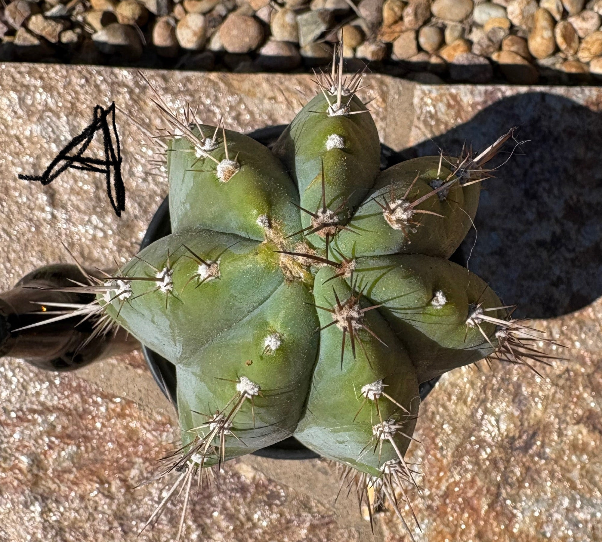 TSSBP Trichocereus Peruvianus Cactus - 13.5 Inch Tall Rare Peruvian Cactus for Sale | Perfect for Home Decor, Desert Gardens & Cactus Collections
