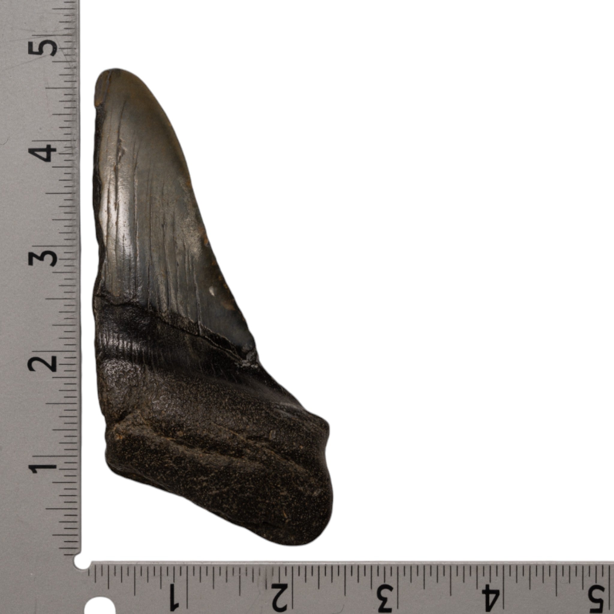 Genuine Megalodon Shark Tooth Fossil - Authentic Half Tooth Specimen for Collectors, Paleontology Enthusiasts & Home Decor | Perfect for Display Cases, Educational Projects & Unique Gifts